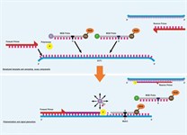 MGB_SNP genotyping