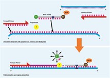 MGB_Gene expression