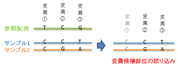 変異部位の絞り込み解析