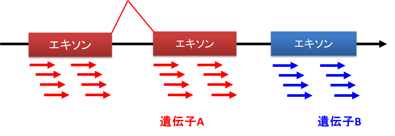 “エクソーム解析"