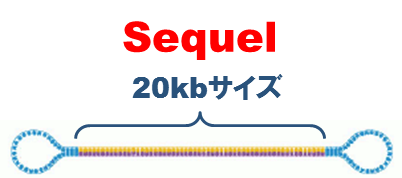 de novo ゲノム解析 (PacBio Sequel)